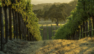 Jordan Estate Cabernet Sauvignon grapevines Alexander Valley sunset Andy Katz