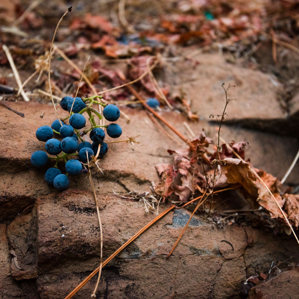 Vinyard Rocks 100-Point Scored Napa Valley Wine Producer's Favorite Napa Vineyard ...